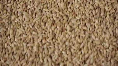 Mısır çekirdekleri detay