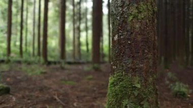 Büyük ağaçların gövdeleri