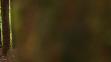 Yağmur ormanı ağaç dalları