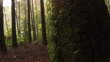 Ormandaki uzun ağaçlar