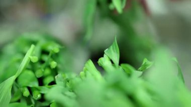 Kesme Bahçe kaynaklanıyor