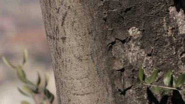 Dağlar ve çiçekler ile şehir