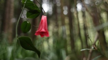 Şili Copihue çiçek 