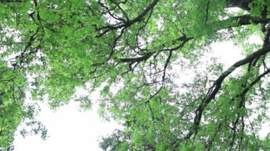 Yeşil yemyeşil ağaçlar