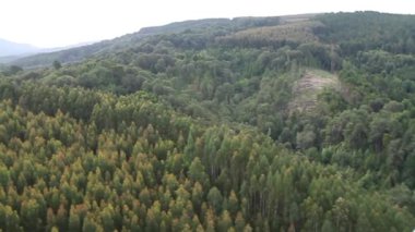 Dağ ormanı manzarası