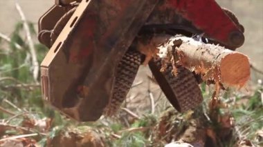 Ağaçları kesen orman makinesi.