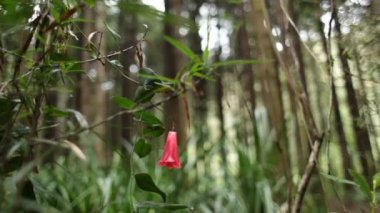 Şili Copihue çiçek 