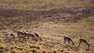 Alpaka Atacama Çölü'nde