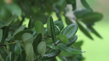 yaprak üzerinde yağmur damlaları