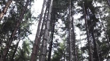 Ormandaki uzun ağaçlar