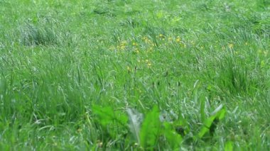 rüzgarla sallandı çimen