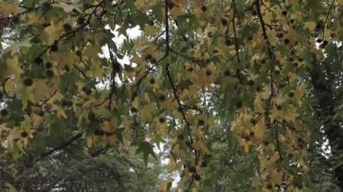 Dalları ve yaprakları ile gökyüzü arka plan