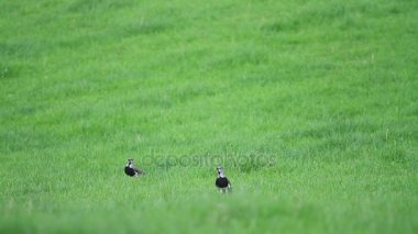 Geniş çayır üzerinde kuş çekim