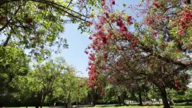 Rüzgar yaprakları ağaçların hışır