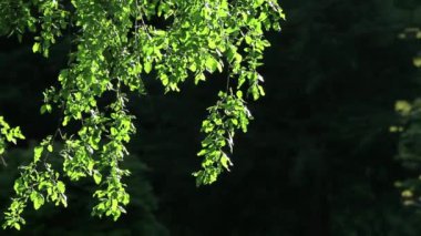 yeşil dallar rüzgârda sallanan