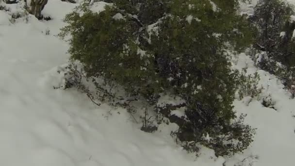 Morro nevado com pinheiros — Vídeo de Stock
