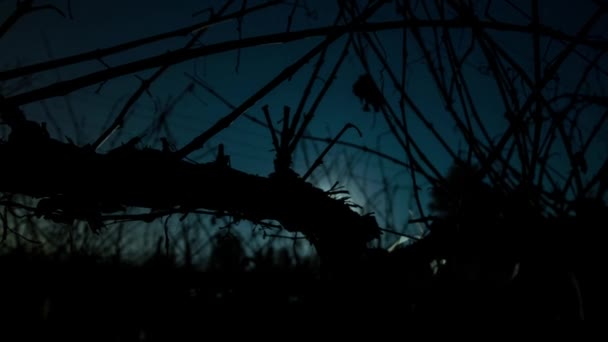 Uma sequência de lapso de tempo de tiro múltiplo de uma vinha à noite — Vídeo de Stock