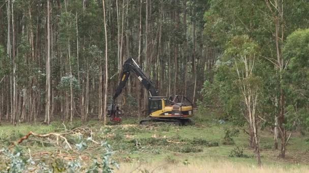 Colheitadeira trabalhando em uma floresta — Vídeo de Stock