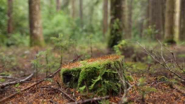 Forest vegetation in rainforest — Stock Video