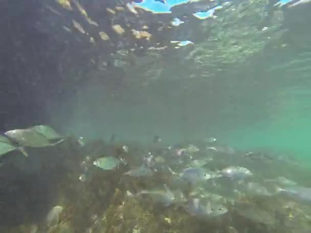 Persona nadando bajo el agua — Vídeo de stock