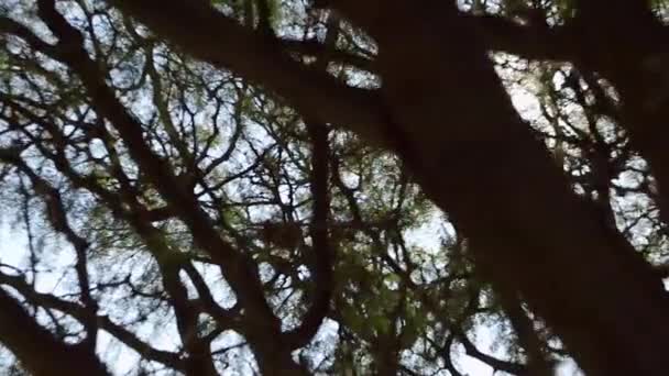 Сонце крізь листя дерева — стокове відео