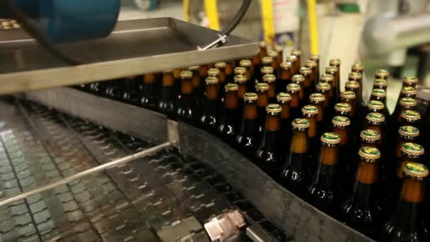 Beer bottles on conveyor belt — Stock Video