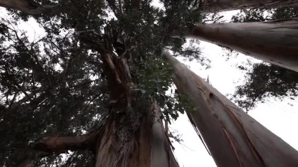 Grands arbres dans la forêt