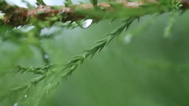 Folhas molhadas na floresta tropical — Vídeo de Stock