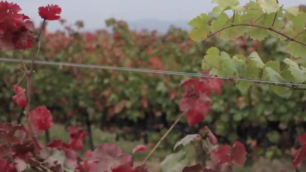 Uvas de vinificación fresca — Vídeos de Stock