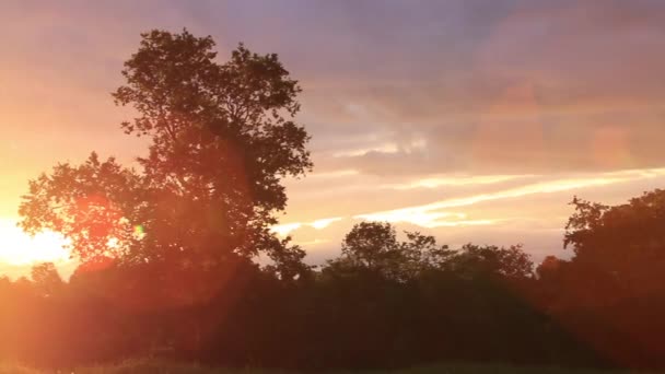 Vista panorámica del atardecer en el bosque — Vídeo de stock