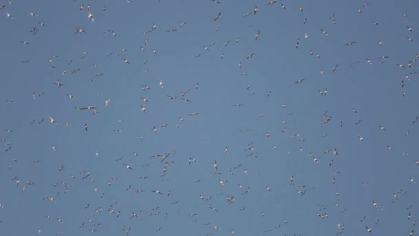 Seagulls in sky — Stock Video