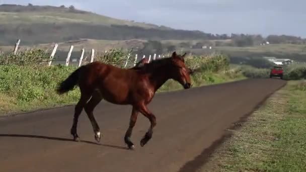 Amplio tiro de caballo caminando — Vídeo de stock