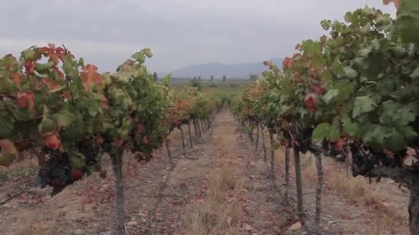 Druiven voor wijn — Stockvideo