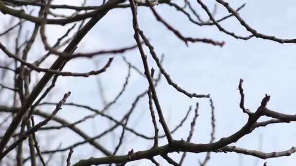 Close up de árvores na floresta — Vídeo de Stock