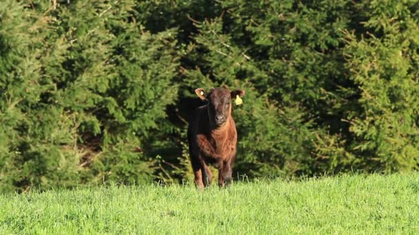 Pastoreo de vacas en el campo — Vídeo de stock