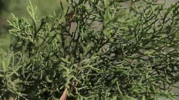 Pflanzen schwappen auf Kopfsteinpflaster über — Stockvideo