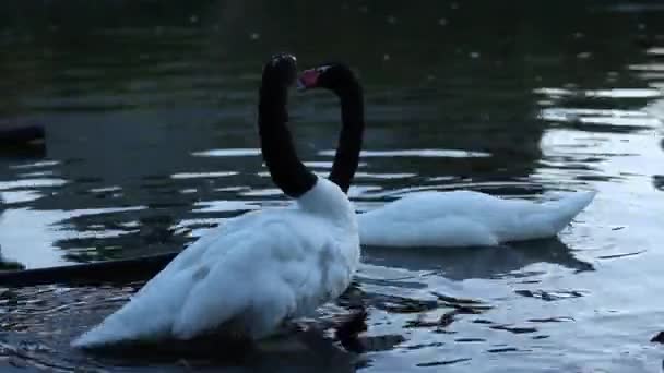 Cisnes nadando en el agua — Vídeo de stock