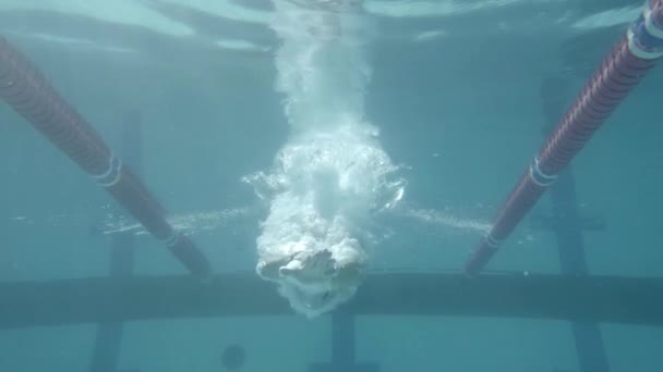 Плавець плаває в басейні — стокове відео
