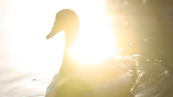 Zwaan zwemmen in het water — Stockvideo