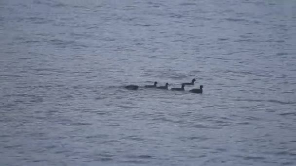 Patos nadando en el lago — Vídeos de Stock