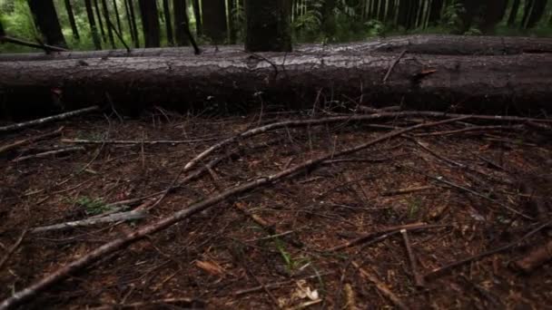 Branches dans la forêt pluvieuse — Video