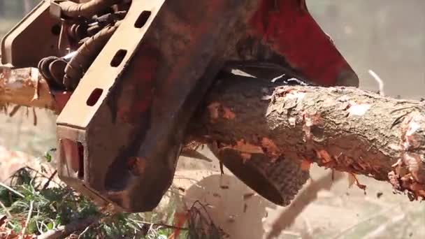 Forestry machine chopping trees — Stock Video