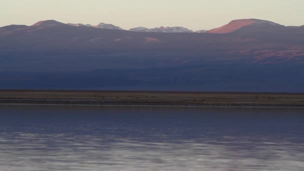 在阿塔卡马沙漠湖 — 图库视频影像