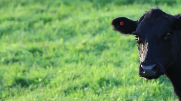 Vaca pastando en el campo — Vídeo de stock