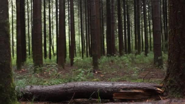 Árvores altas na floresta — Vídeo de Stock