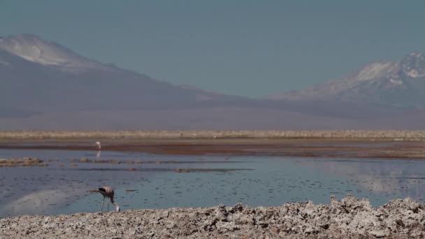 Flamingo in desert lake — Stock Video