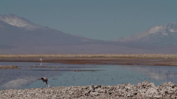 Flamant rose dans le lac désert — Video