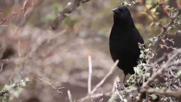 Крупный план черной птицы — стоковое видео