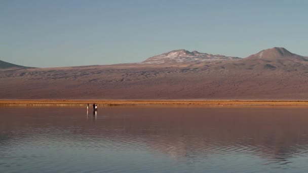 Lago do deserto com as pessoas — Vídeo de Stock