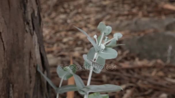 Cerca de flores en el bosque — Vídeo de stock